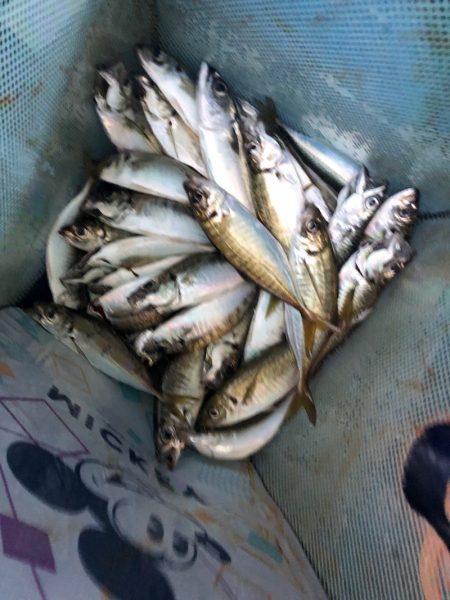 ヤザワ渡船 釣果