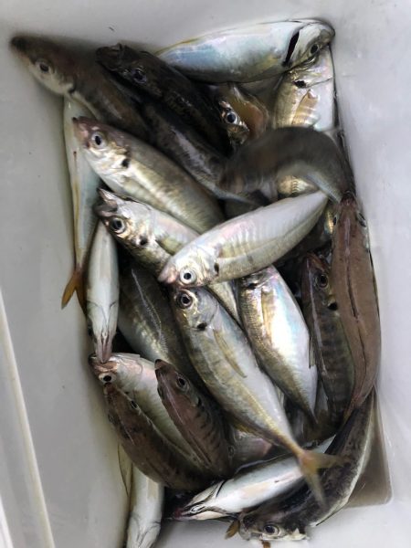 ヤザワ渡船 釣果