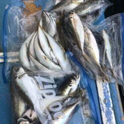 ヤザワ渡船 釣果