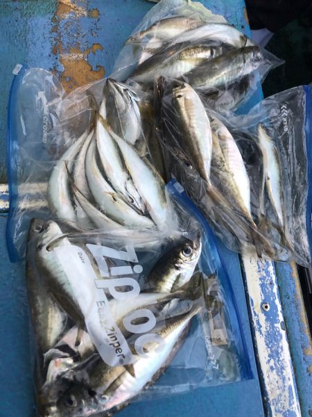 ヤザワ渡船 釣果