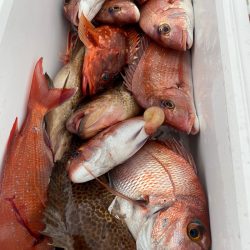 龍神丸(鹿児島) 釣果