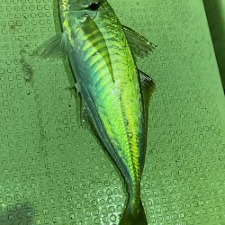 あみや渡船 JIGBOY 釣果