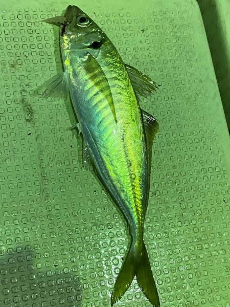 あみや渡船 JIGBOY 釣果