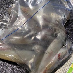 あみや渡船 JIGBOY 釣果