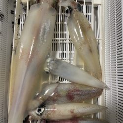 あみや渡船 JIGBOY 釣果