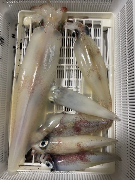 あみや渡船 JIGBOY 釣果