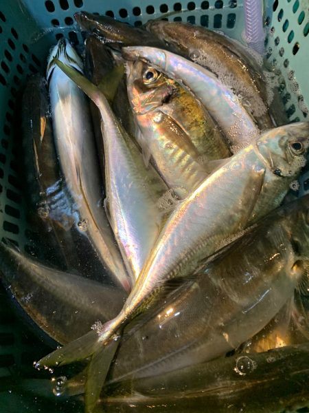 愛海丸 釣果