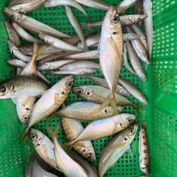 岡田釣船 八英丸 釣果