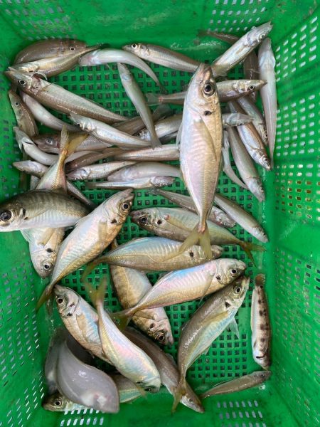 岡田釣船 八英丸 釣果