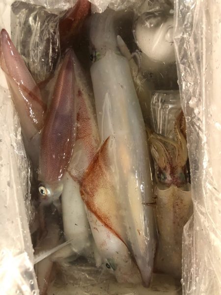 第二八坂丸 釣果