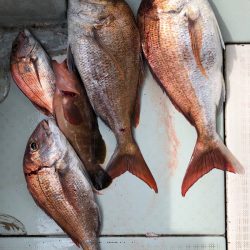 フィッシング キッタカ 釣果