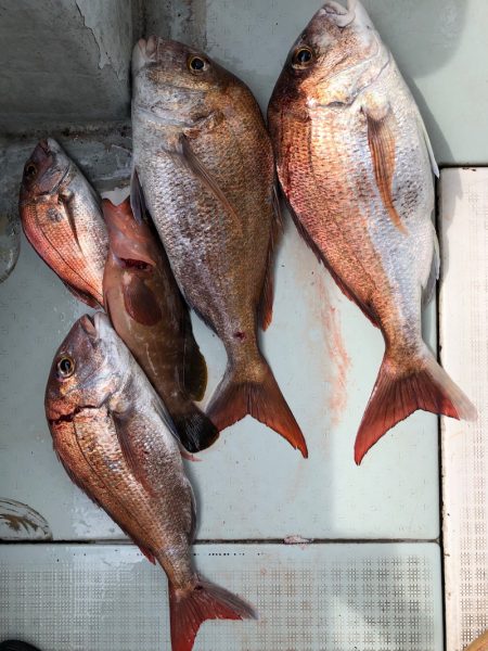 フィッシング キッタカ 釣果