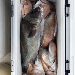 フィッシング キッタカ 釣果