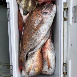 フィッシング キッタカ 釣果