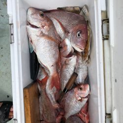 フィッシング キッタカ 釣果