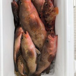 フィッシング　キッタカ 釣果