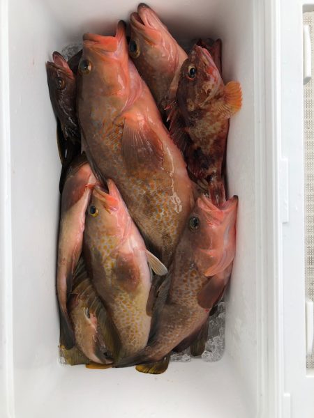 フィッシング　キッタカ 釣果