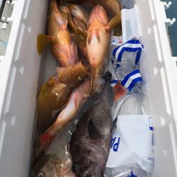 第二八坂丸 釣果