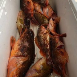 第二八坂丸 釣果