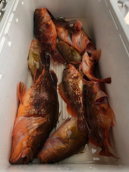 第二八坂丸 釣果