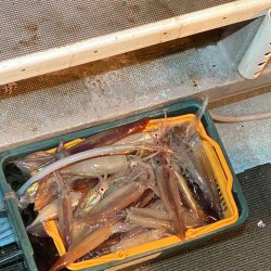 シーランチ 釣果