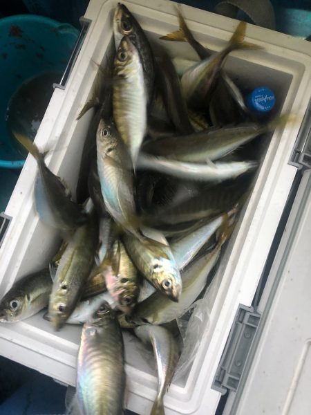 ヤザワ渡船 釣果