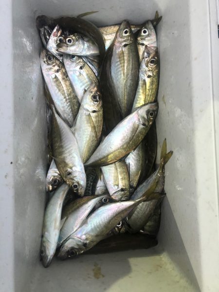 ヤザワ渡船 釣果