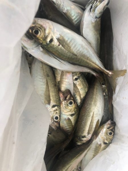 ヤザワ渡船 釣果