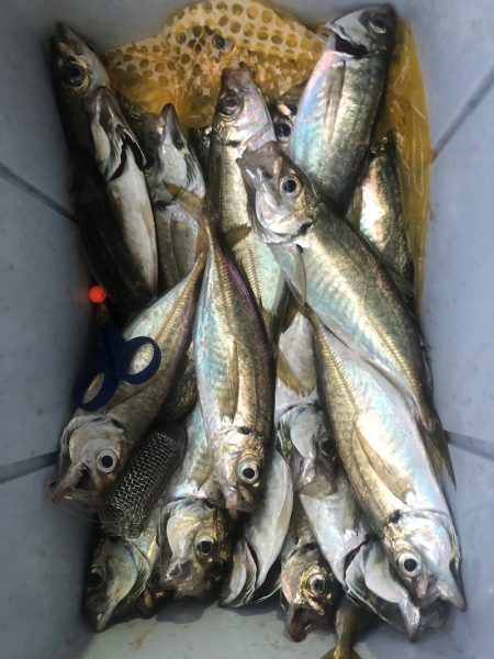 ヤザワ渡船 釣果