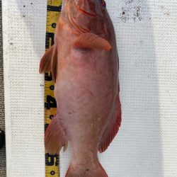 龍神丸（鹿児島） 釣果