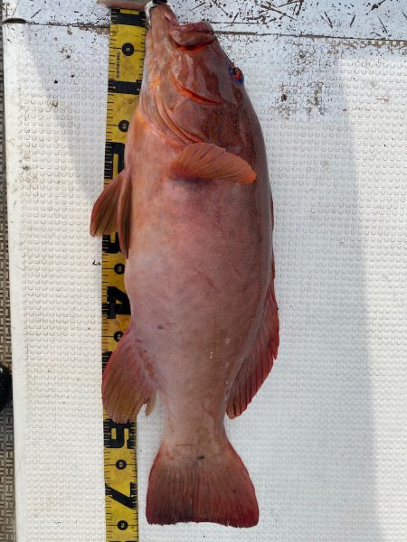 龍神丸（鹿児島） 釣果