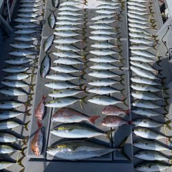 SeaRide(シーライド) 釣果