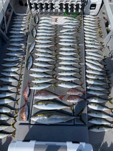 SeaRide(シーライド) 釣果