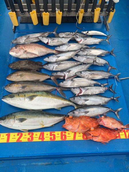 釣鯛洋 釣果