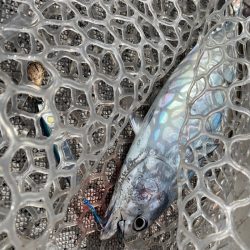 「LaGooN」蒼陽丸 日和号　 釣果