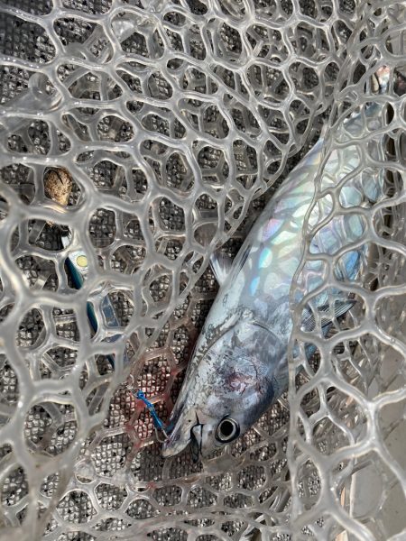 「LaGooN」蒼陽丸 日和号　 釣果