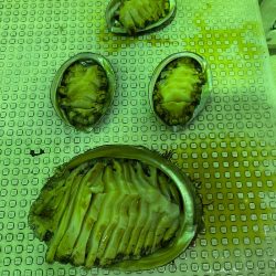 あみや渡船 JIGBOY 釣果