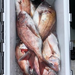 フィッシング キッタカ 釣果