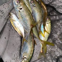 あみや渡船 JIGBOY 釣果