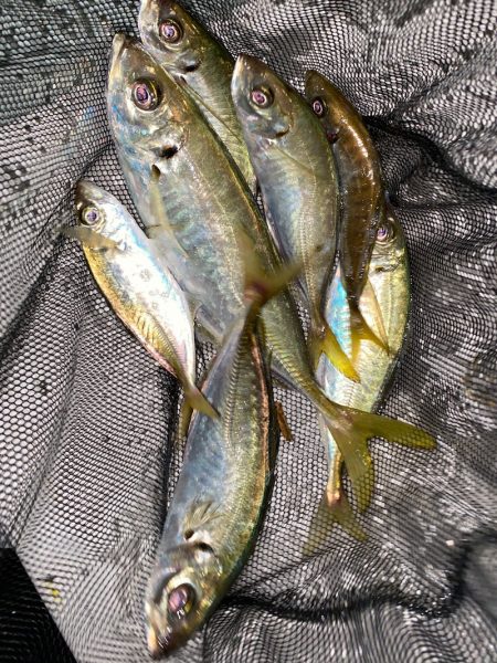 あみや渡船 JIGBOY 釣果