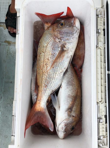 フィッシング キッタカ 釣果