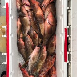 フィッシング　キッタカ 釣果