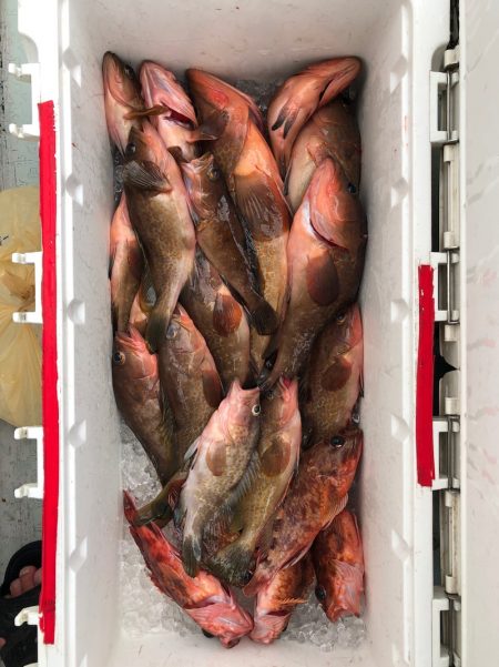 フィッシング　キッタカ 釣果