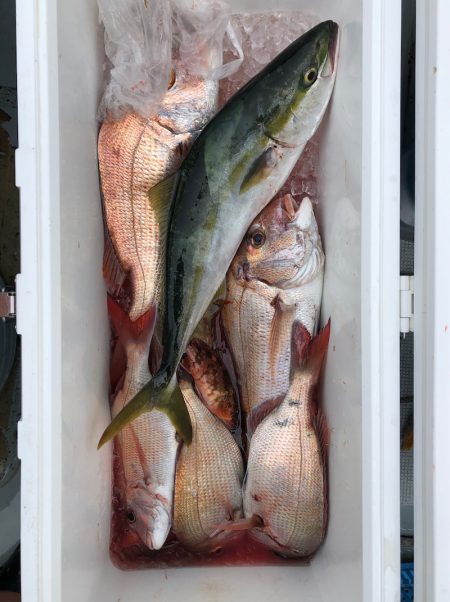 フィッシング キッタカ 釣果