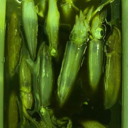 あみや渡船 JIGBOY 釣果