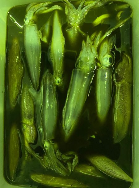 あみや渡船 JIGBOY 釣果