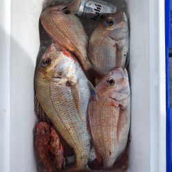 フィッシング キッタカ 釣果