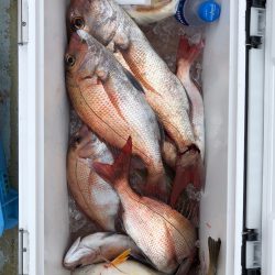 フィッシング　キッタカ 釣果