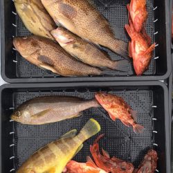 渡船屋たにぐち 釣果