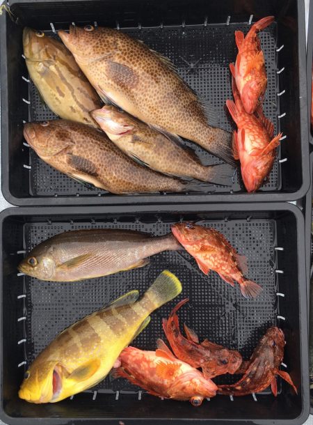 渡船屋たにぐち 釣果